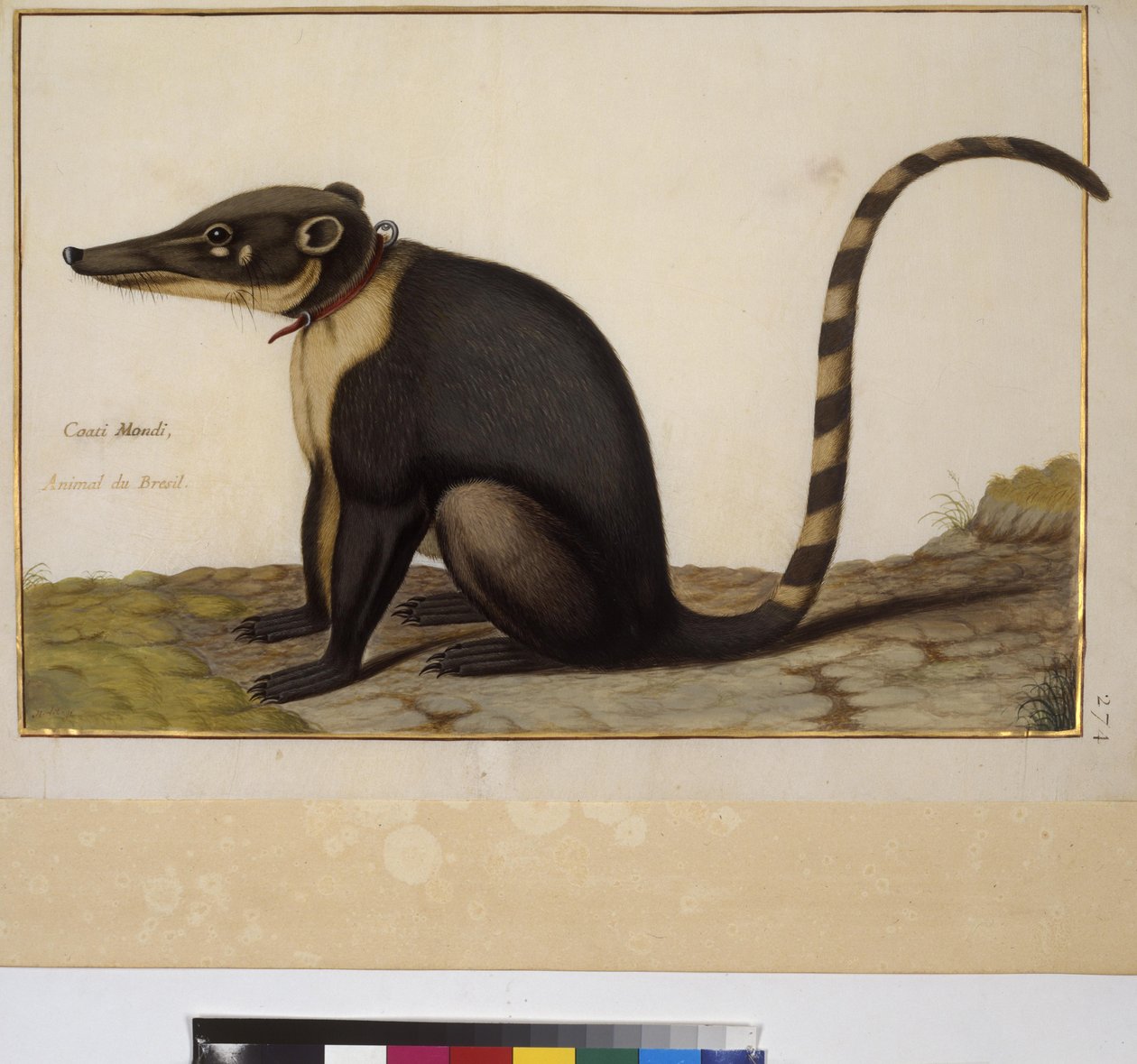 Helside: dyrestudie, ca. 1650-75 (tempera på pergament) af Erich Lessing