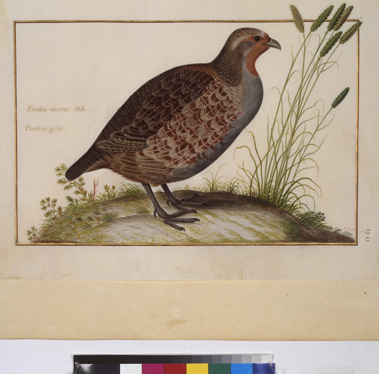 Helside: dyrestudie, ca. 1650-75 (tempera på pergament) af Erich Lessing