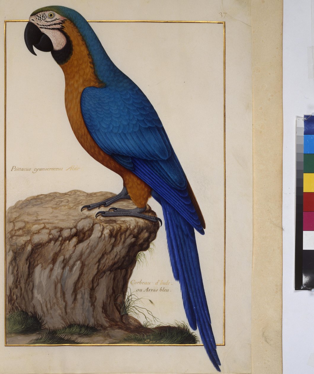 Helside: dyrestudie, ca. 1650-75 (tempera på pergament) af Erich Lessing