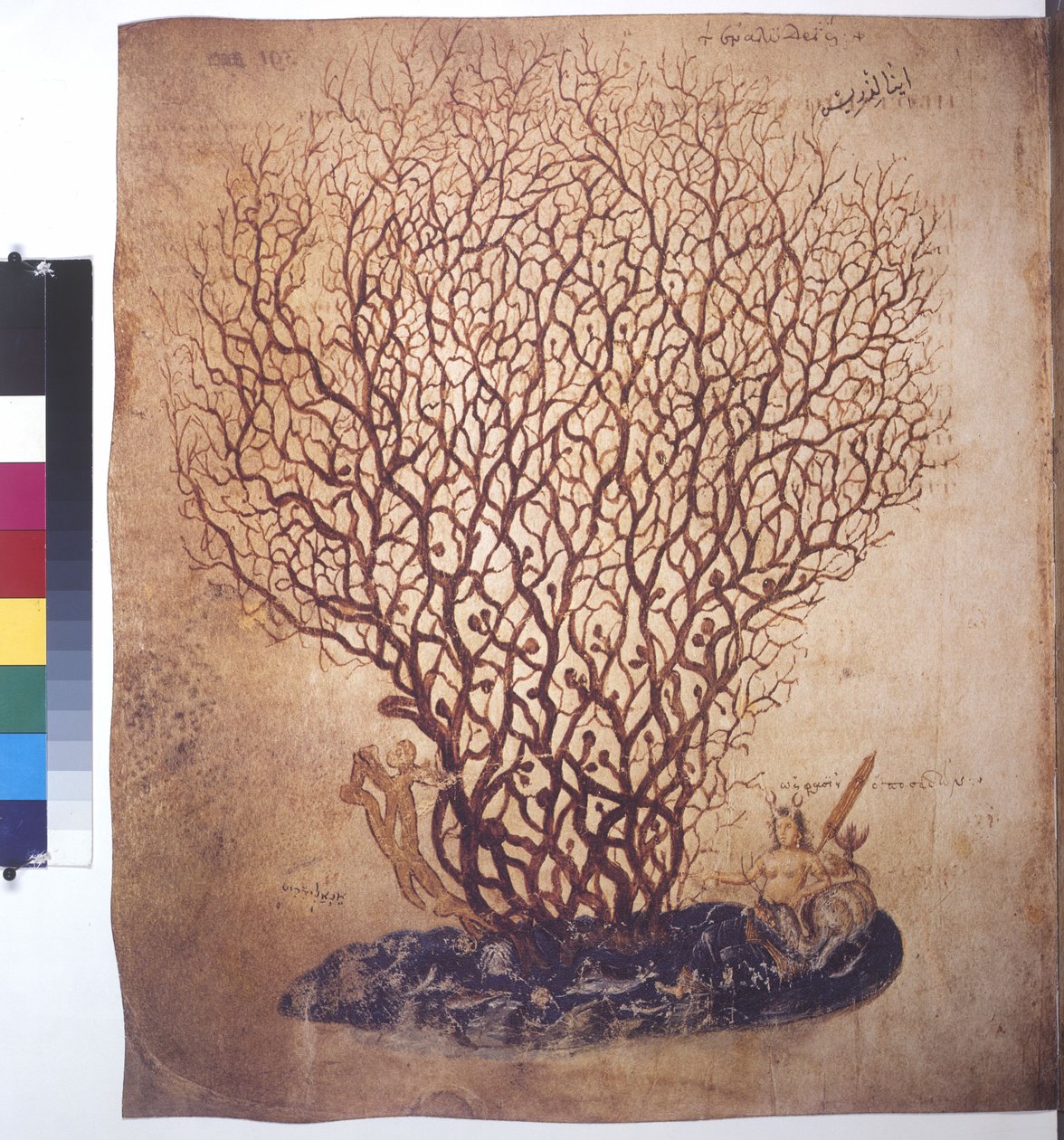 Hele siden: planteundersøgelse af Erich Lessing