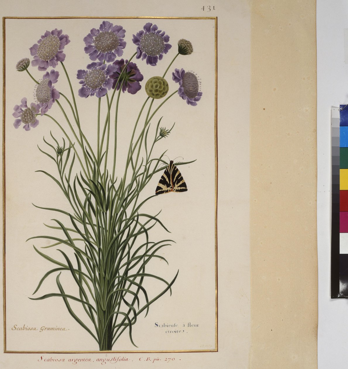 Helside: plantestudie, ca. 1650-75 af Erich Lessing