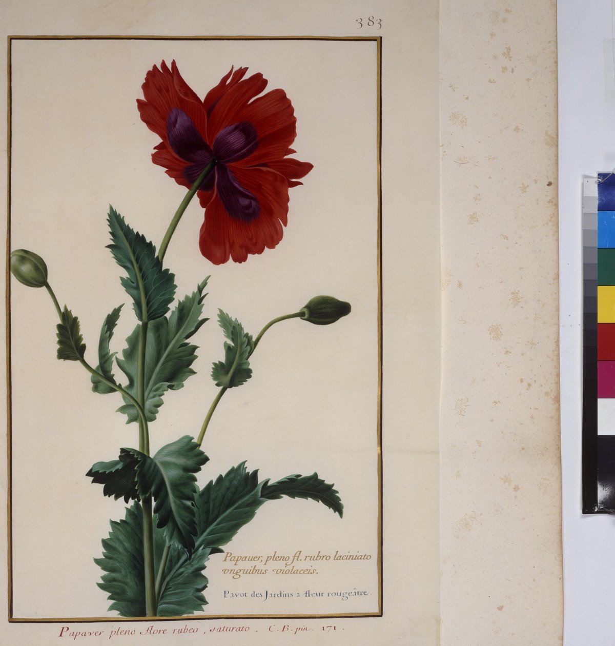 Helside: plantestudie, ca. 1650-75 af Erich Lessing