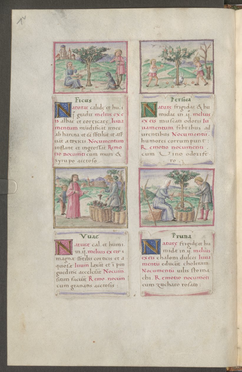 Helside: tekst og miniaturer (pennetegning i brunt med akvarel) af Erich Lessing