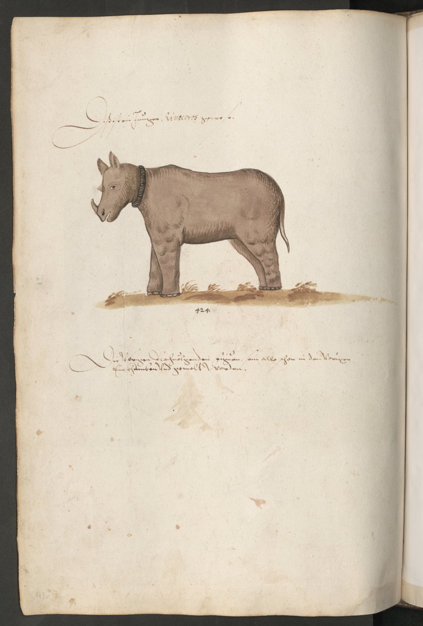 Næsehorn af Erich Lessing