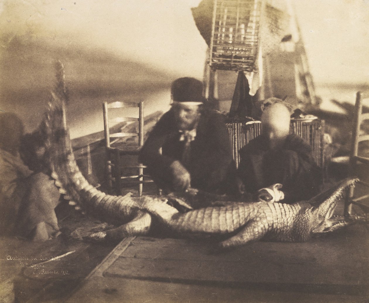 Obduktion af den første krokodille ombord, Øvre Egypten, 1852. af Ernest Benecke