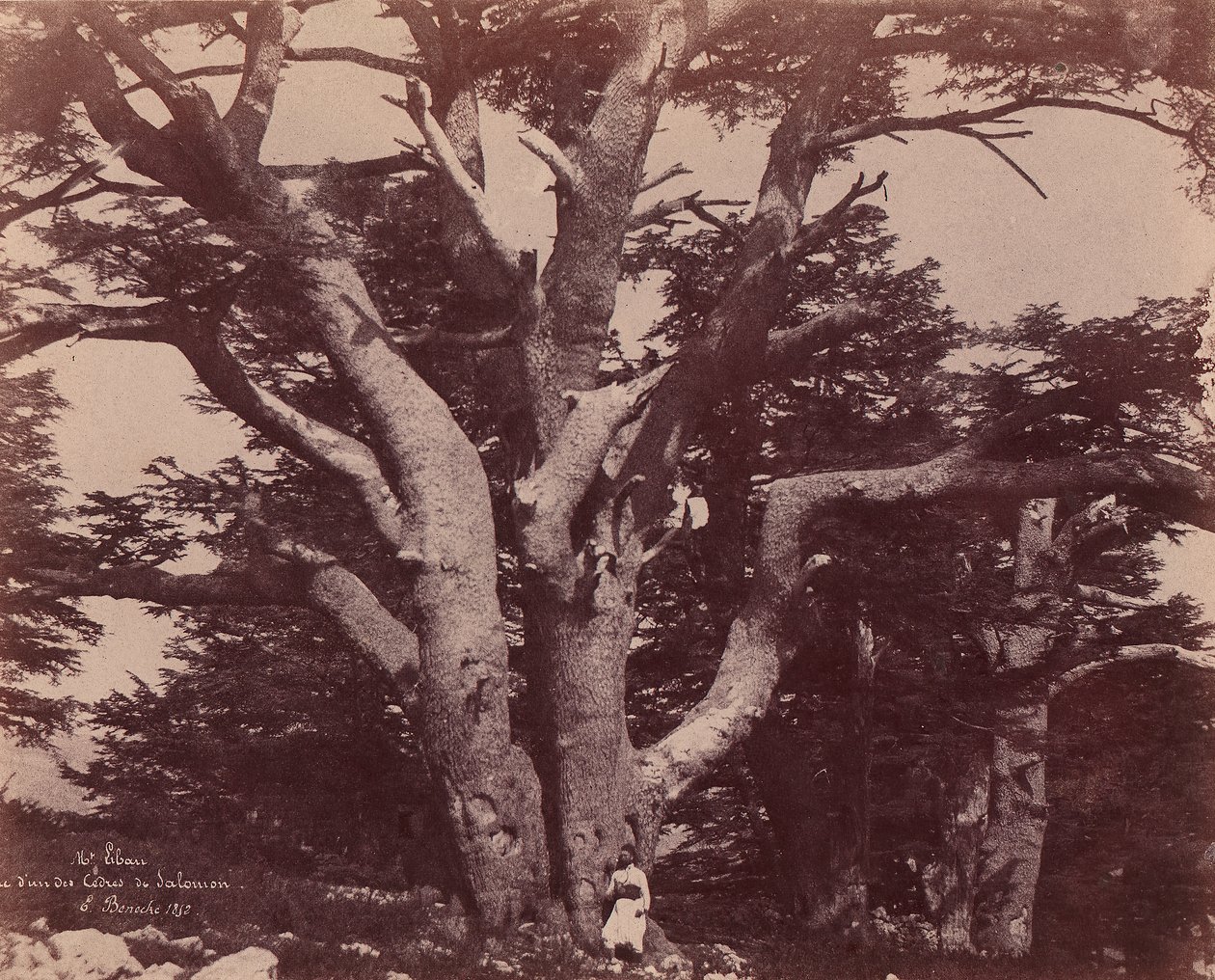 Mt. Libanon. Stamme af en af ​​Salomons cedertræer, 1850-53. af Ernest Benecke
