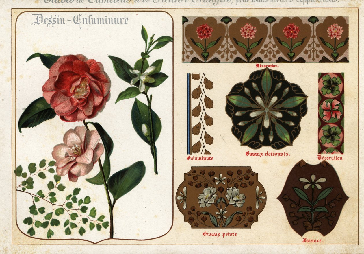 Billeder af kameliaer og orange blomster fra manuskripter og deres af Ernest Guillot
