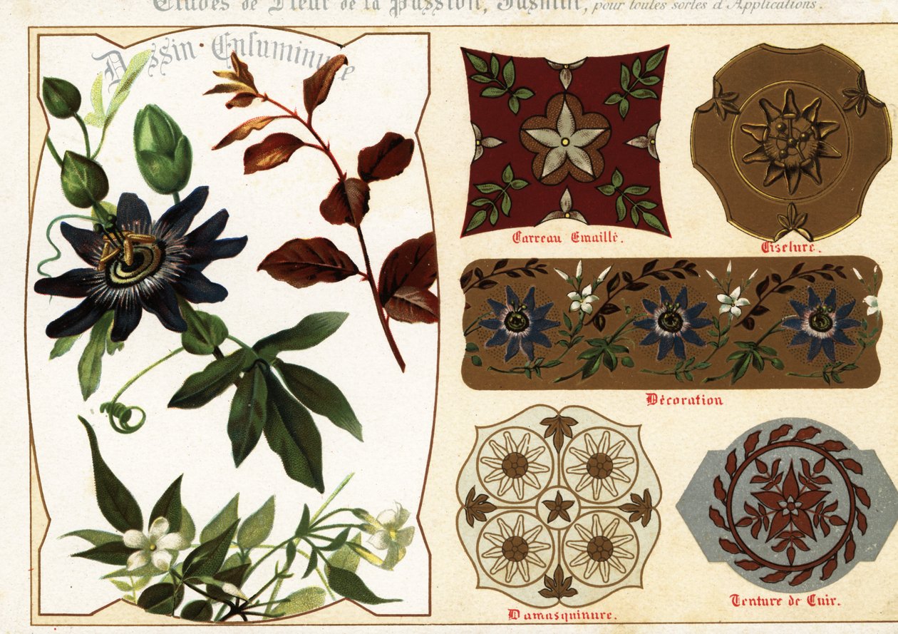 Billeder af jasmin og passionflower fra manuskripter og deres a af Ernest Guillot