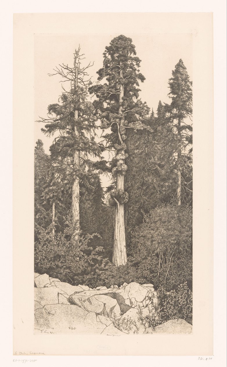 Sequoia boom Baby Sequoia af Ernest Haskell (signed by artist)