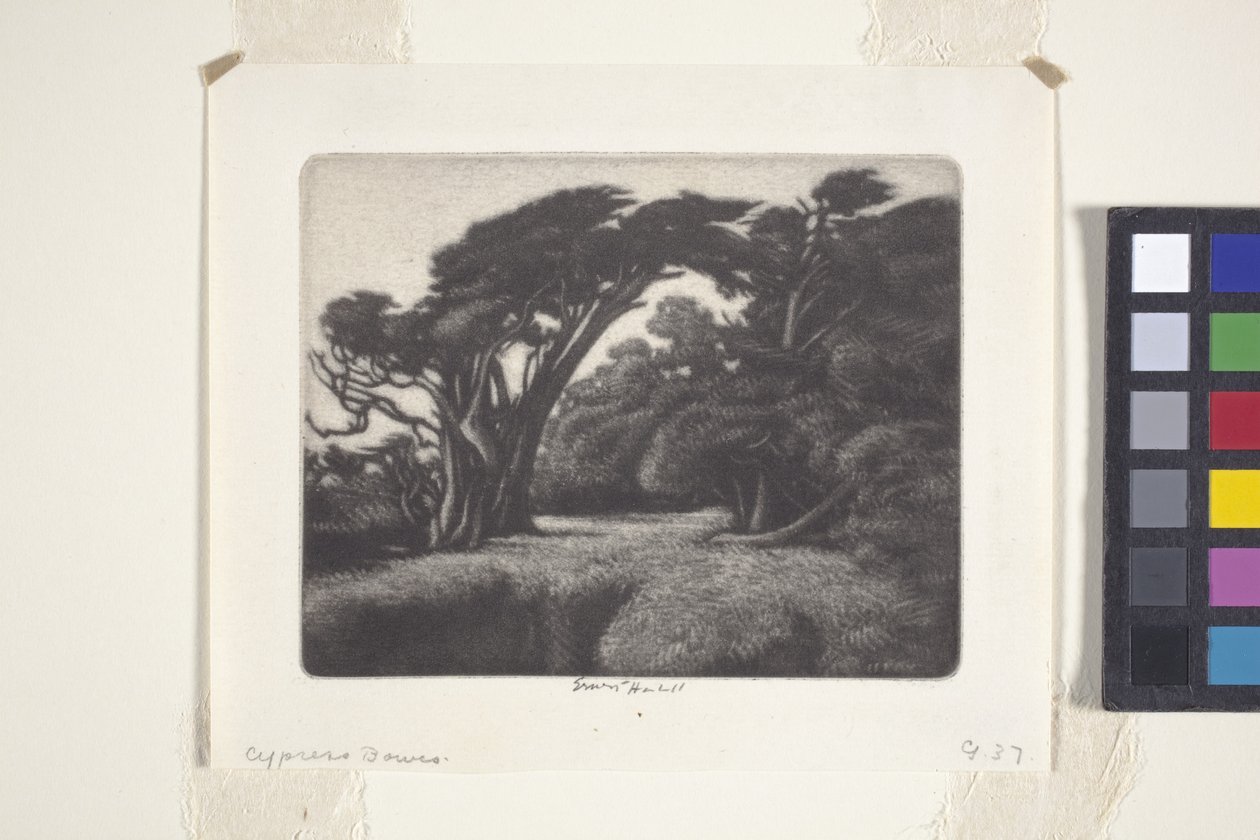 Cypress Bower (mezzotint) af Ernest Haskell