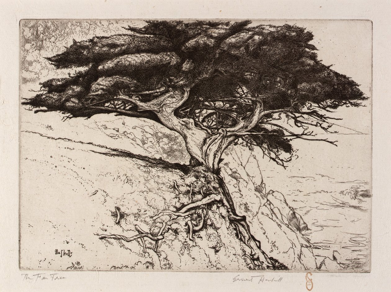 Vifte-træet af Ernest Haskell
