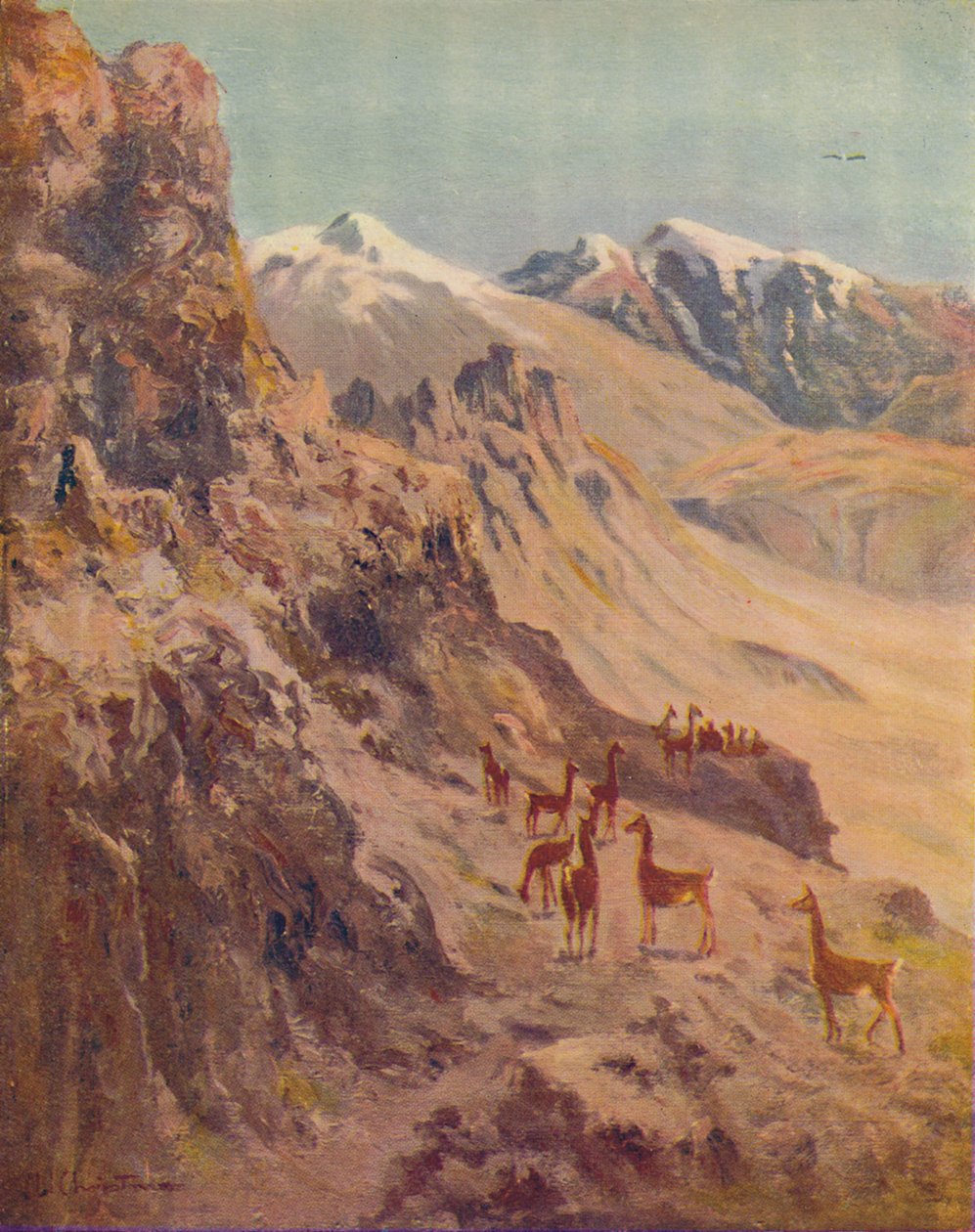 Guanaco, 1916 af Ernest William Christmas