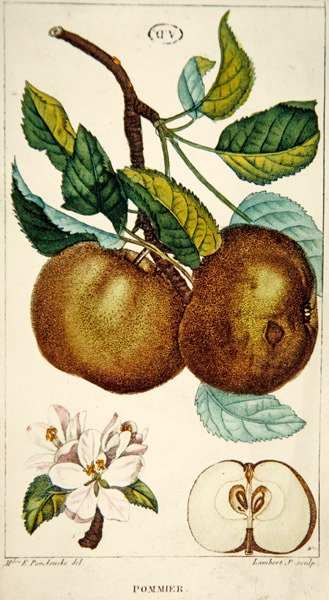 Æbletræ, graveret af Lambert, ca. 1820 (farvet gravering) af Ernestine (after) Panckoucke