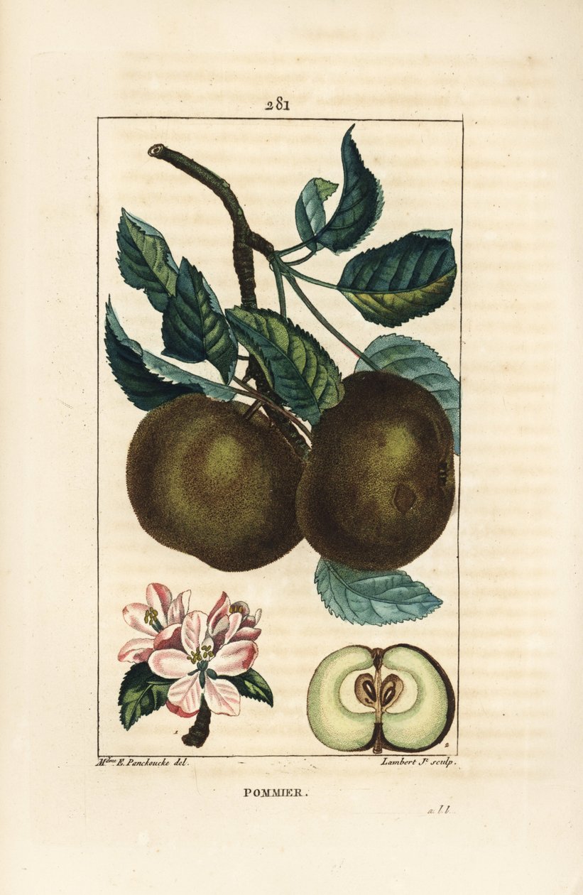 Æbletræ - Æble, Malus domestica, med gren, blad, frugt, blomst og moden frugt i sektion, der viser frø. Håndfarvet stipple kobberstik af Lambert Junior efter en tegning af Ernestine Panckoucke fra Chaumeton, Poiret og Chamberets "" La af Ernestine Panckoucke