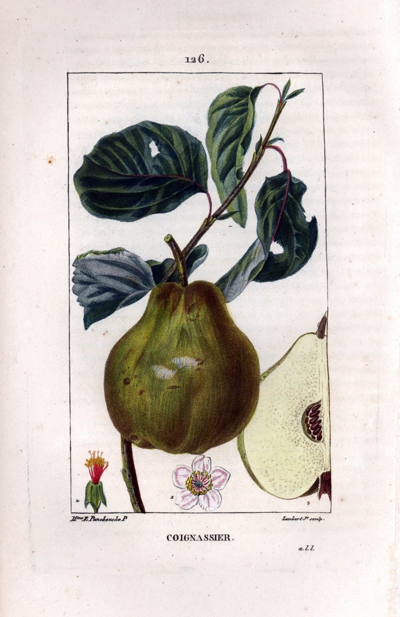 Botanisk tavle: kvædetræ, Pyrus oblonga, der viser frugt, blomst, blade, gren og sektion af frugt. Håndfarvet stipple kobberstik af Lambert Junior efter en tegning af Madame Panckoucke fra Chaumeton, Poiret et Chamberets "" La Flore Med af Ernestine Panckoucke