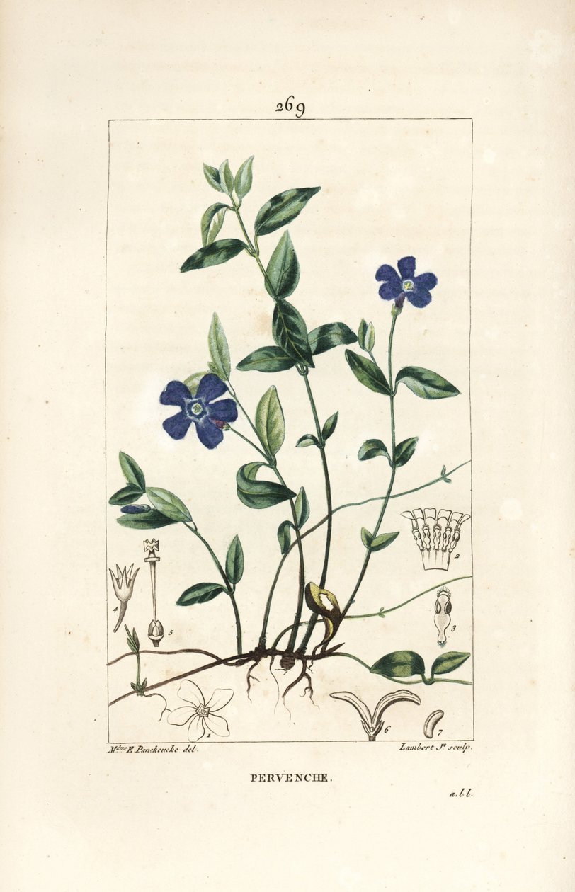 Lille Periwinkle - Lille Periwinkle, Vinca minor, med blomst, blade, stilk, rod og frø. Håndfarvet stiplet kobberstik af Lambert Junior fra en tegning af Ernestine Panckoucke fra Chaumeton, Poiret og Chamberets "" La Flore Medicale,"" P af Ernestine Panckoucke