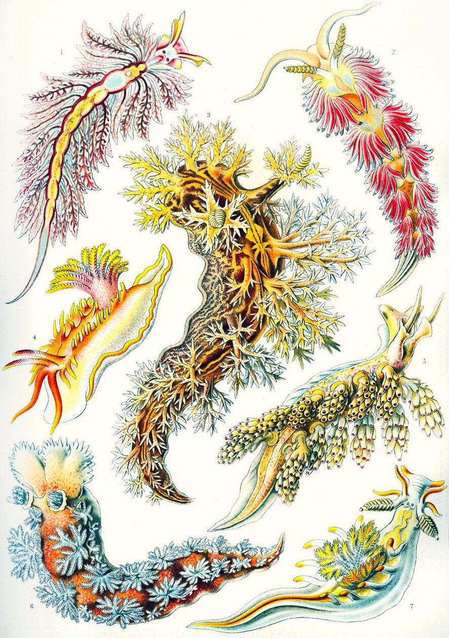 En samling af Nudibranchia fra 