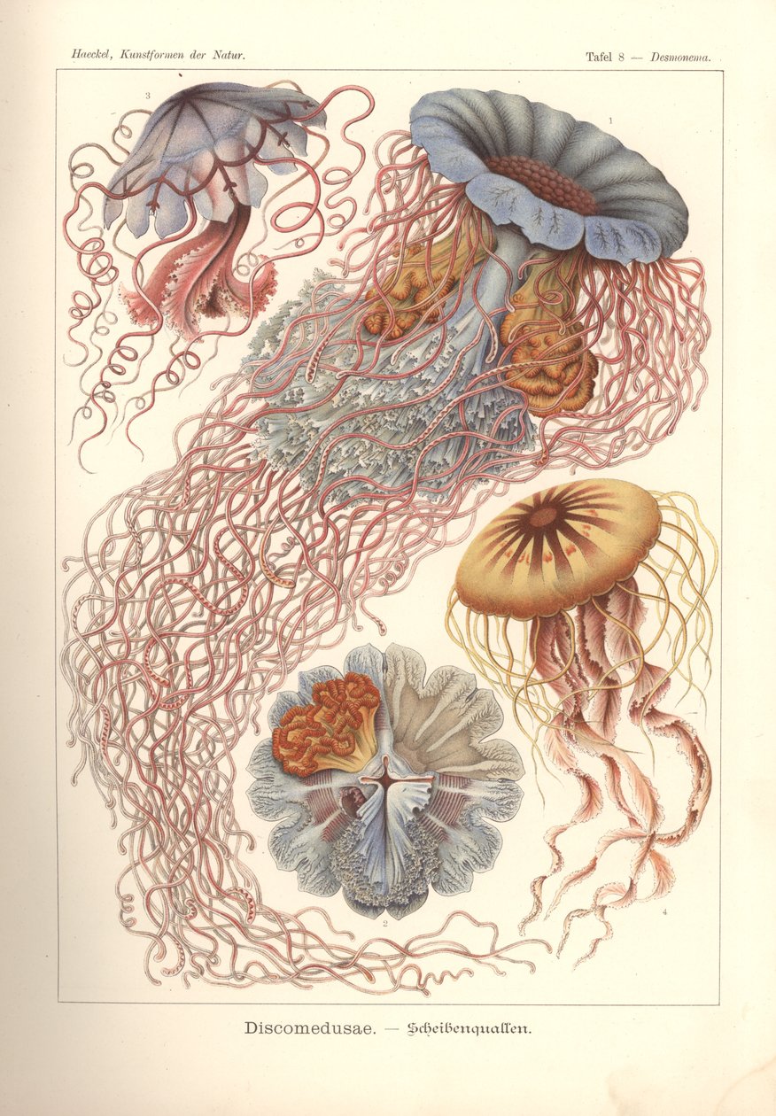Discomedusae - Diskvandmænd, pl. 8 fra 