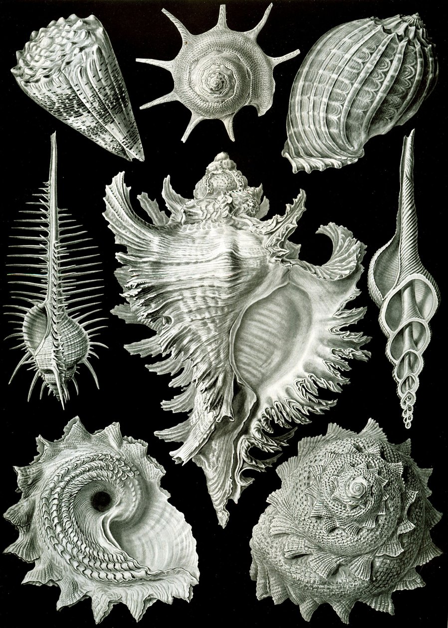 Eksempler på Prosranchia - skaller fra en række forskellige prosobranch gastropoder, fra 