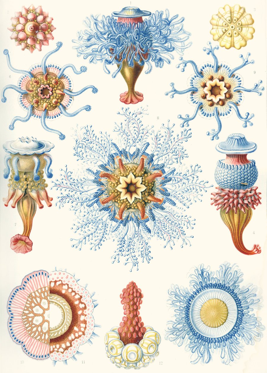 Eksempler på Siphonophorae fra 