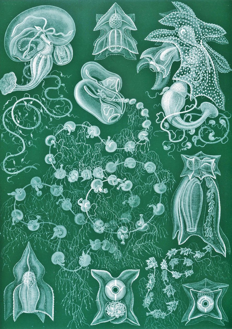 Eksempler på Siphonophorae fra 