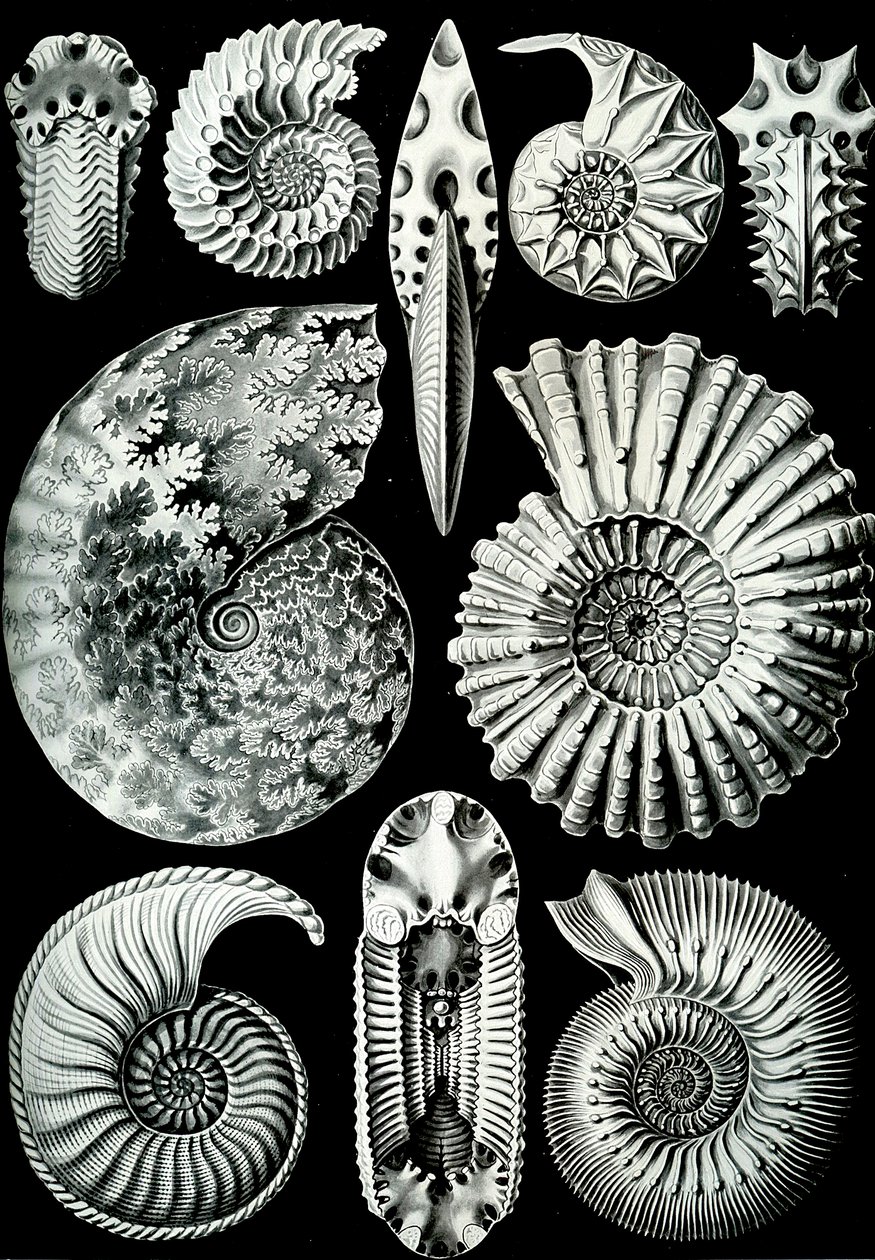 Illustration af Ammonitida fra "Art Forms of Nature" 1904 (litho) af Ernst (after) Haeckel