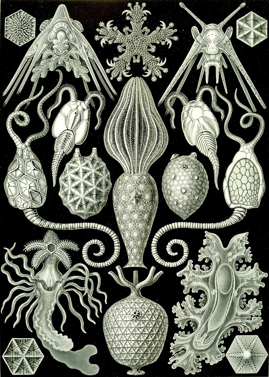 Illustration af Amphoridea fra "Art Forms of Nature" 1904 (litho) af Ernst (after) Haeckel