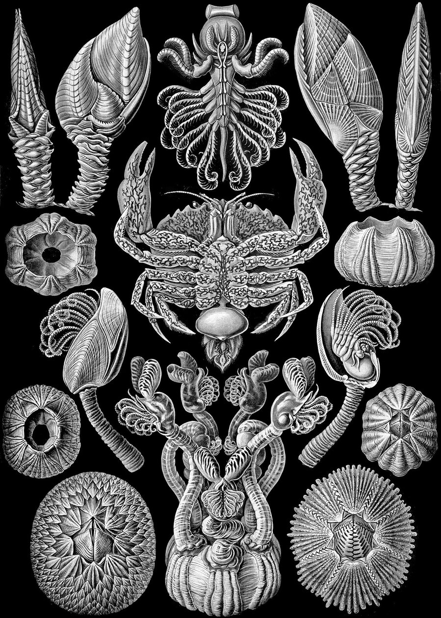 Illustration af Cirripedia fra "Art Forms of Nature" 1904 (litho) af Ernst (after) Haeckel