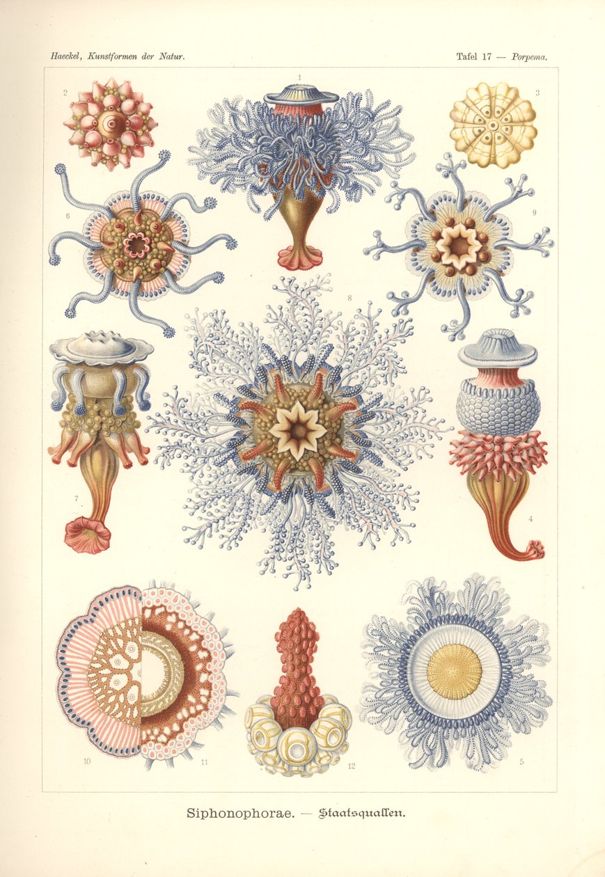 Siphonophorae - Jelly Fish, fra 