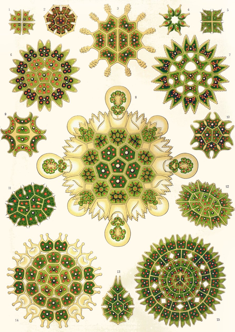 Varianter af Pediastrum fra 