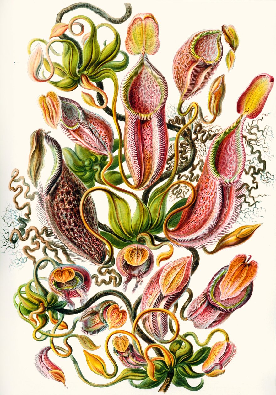 en samling af Nepenthaceae fra 