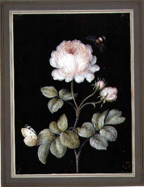 Rose med humlebi og sommerfugl (gouache på papir) af Ernst Friedrich Carl Lang