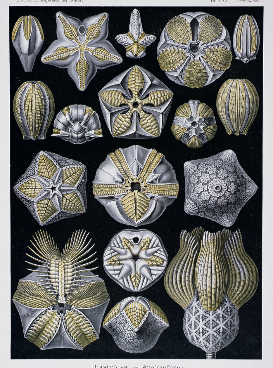 Blastoidea, plade fra Artforms of Nature, ca. 1899-1904 (farvegravering) af Ernst Haeckel