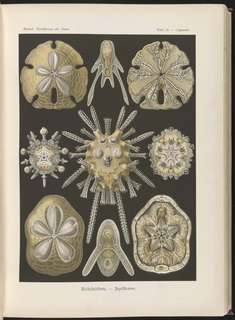 Echinidea: søpindsvin og sødollars af Ernst Haeckel