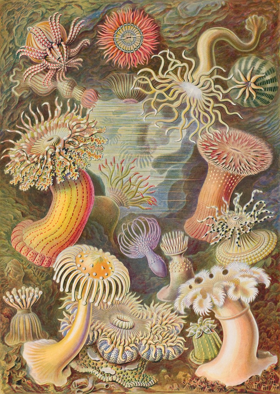 Haeckel Actiniae af Ernst Haeckel
