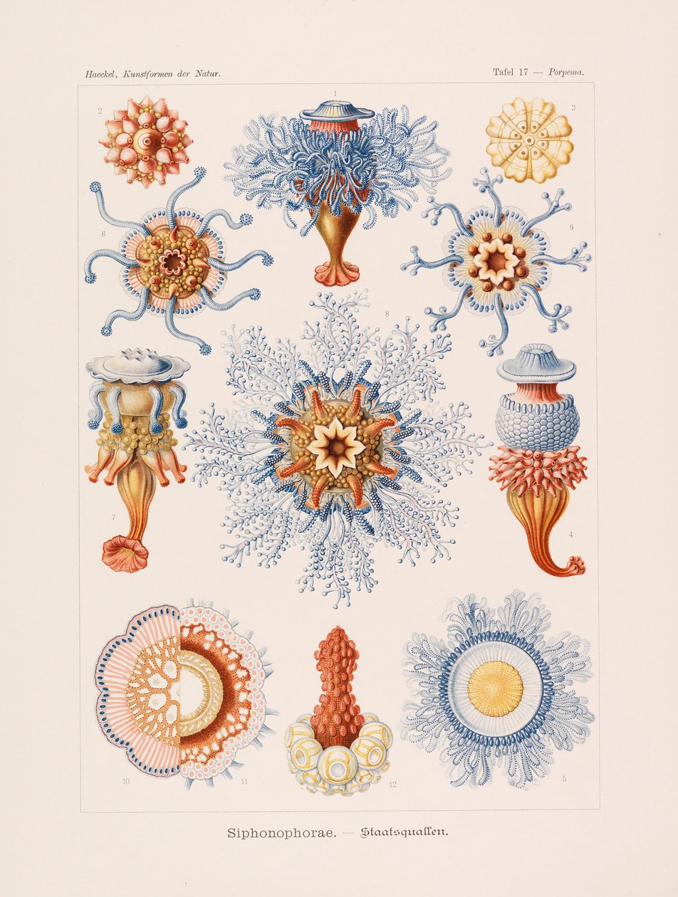 Kunstformer i naturen Kunstformer i naturen, 1899-1903. af Ernst Haeckel