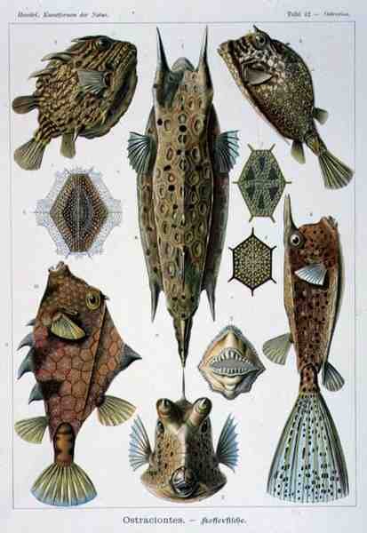 Ostraciontes, tallerken fra Artforms of Nature af Ernst Haeckel