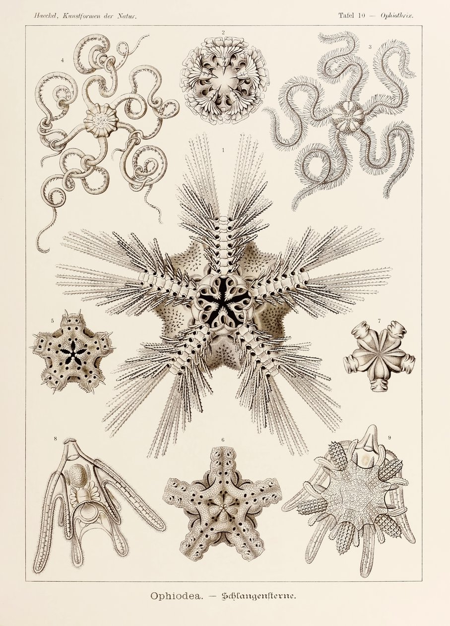Tavle 10 Ophiothrix Ophiodea fra 