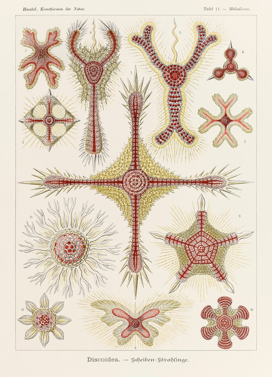 Tavle 11 Heliodiscus Discoidea fra 