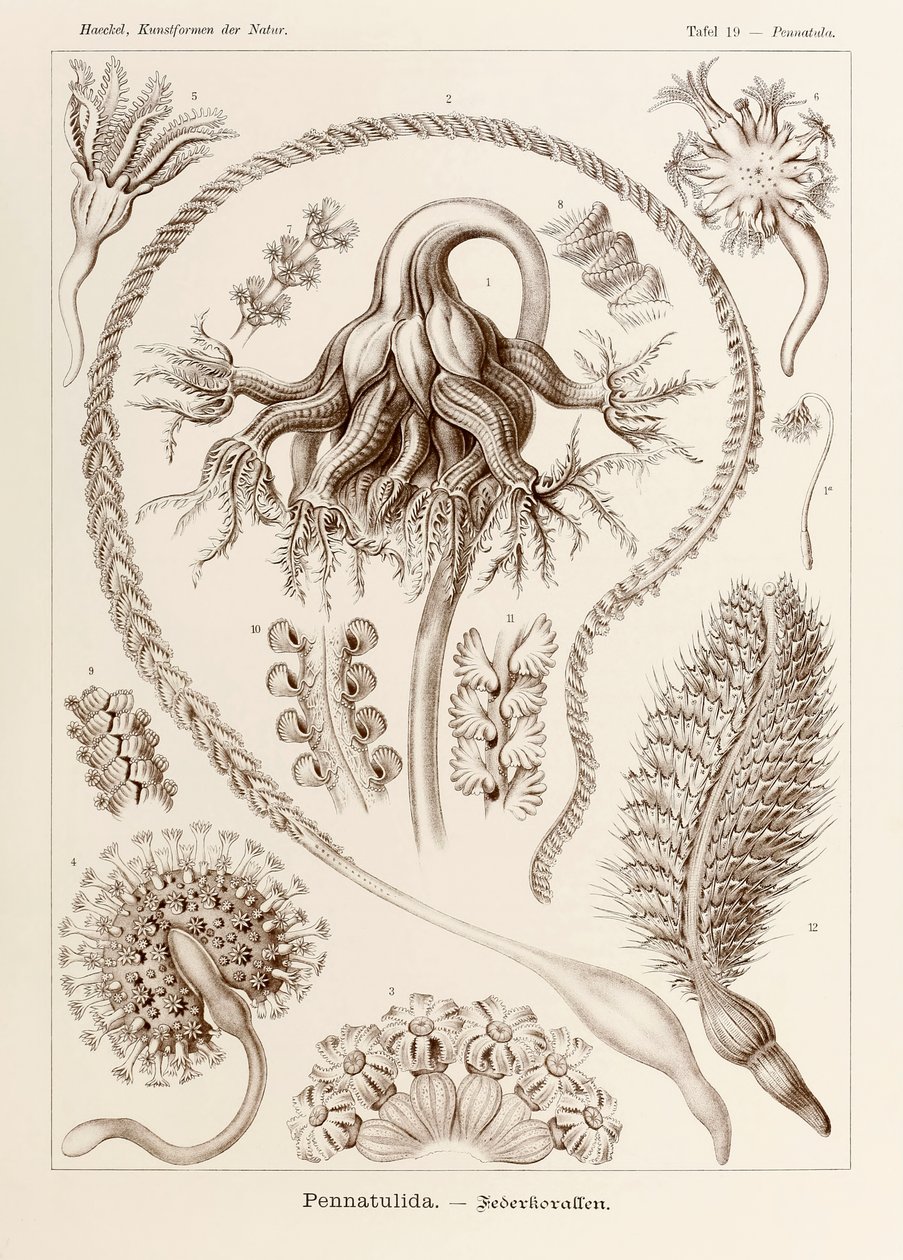 Tavle 19 Pennatula Pennatulida fra 