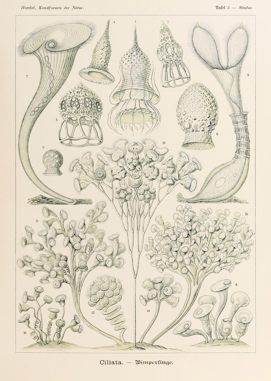 Plade 3 Stentor Ciliata fra 