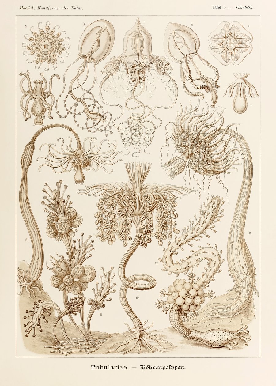 Tavle 6 Tubuletta Tubulariae fra 