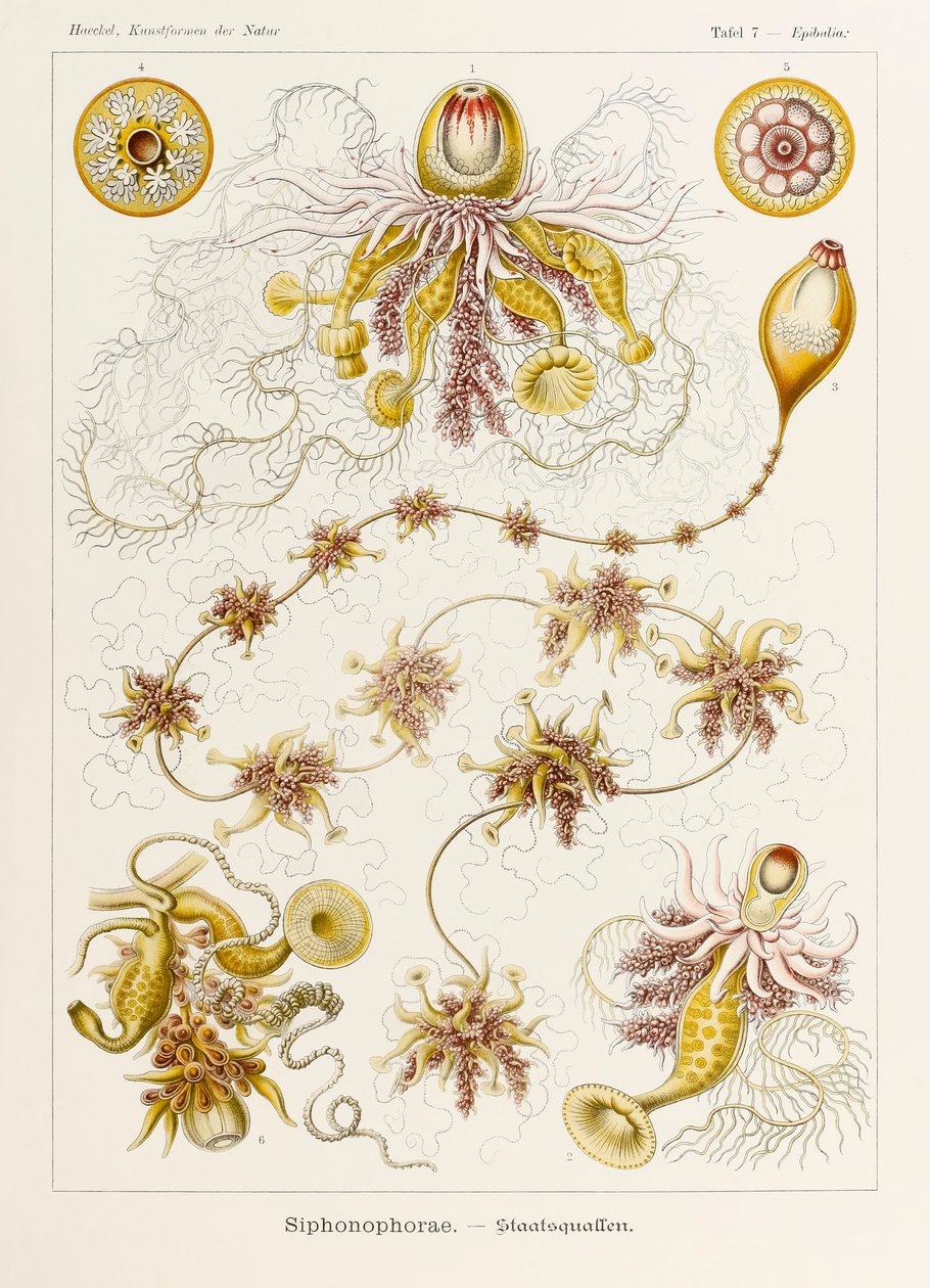 Plade 7 Epibulia Siphonophorae fra 