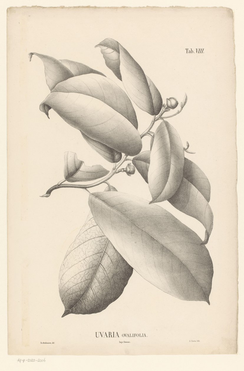Gren med blade og blomsterknopper Uvaria Ovalifolia (titel på objekt) af Ernst Philipp Sixtus
