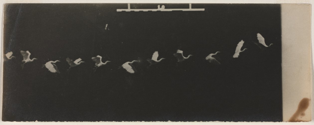 Kronofotografi af en flyvende hejre af Etienne Jules Marey