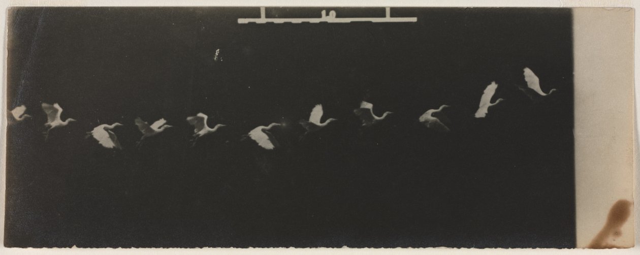 Kronofotografi af en flyvende hejre. af Etienne Jules Marey
