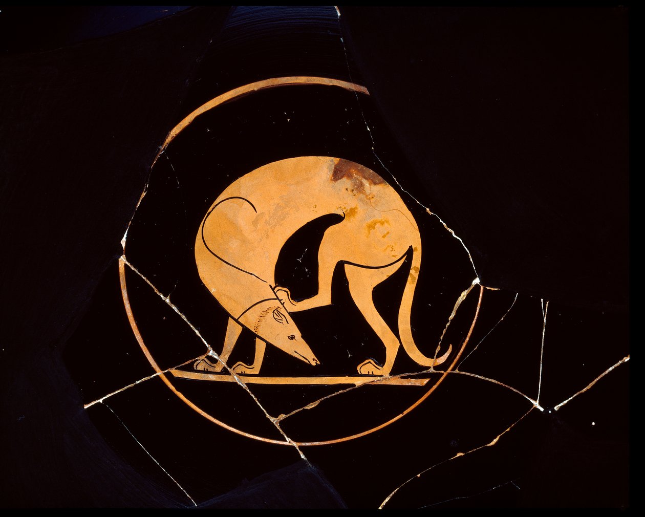 Attic rød-figur kop hund, der klør sig i øret med et bagben, indvendig tondo, 5. århundrede f.Kr. af Euergides painter