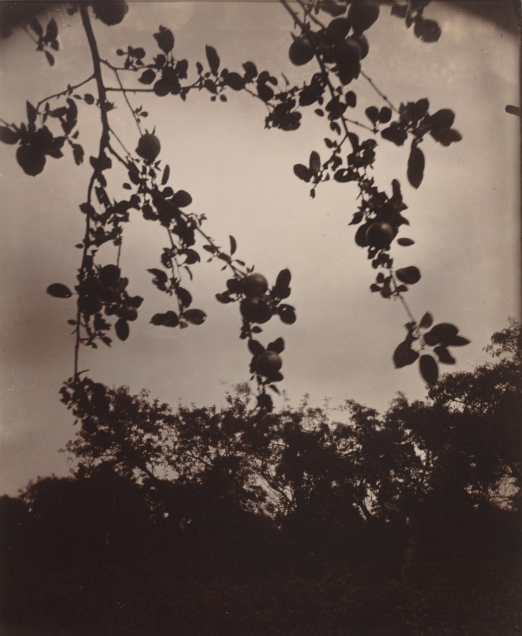 Æblegren, 1922/1923 (foto) af Eugène Atget