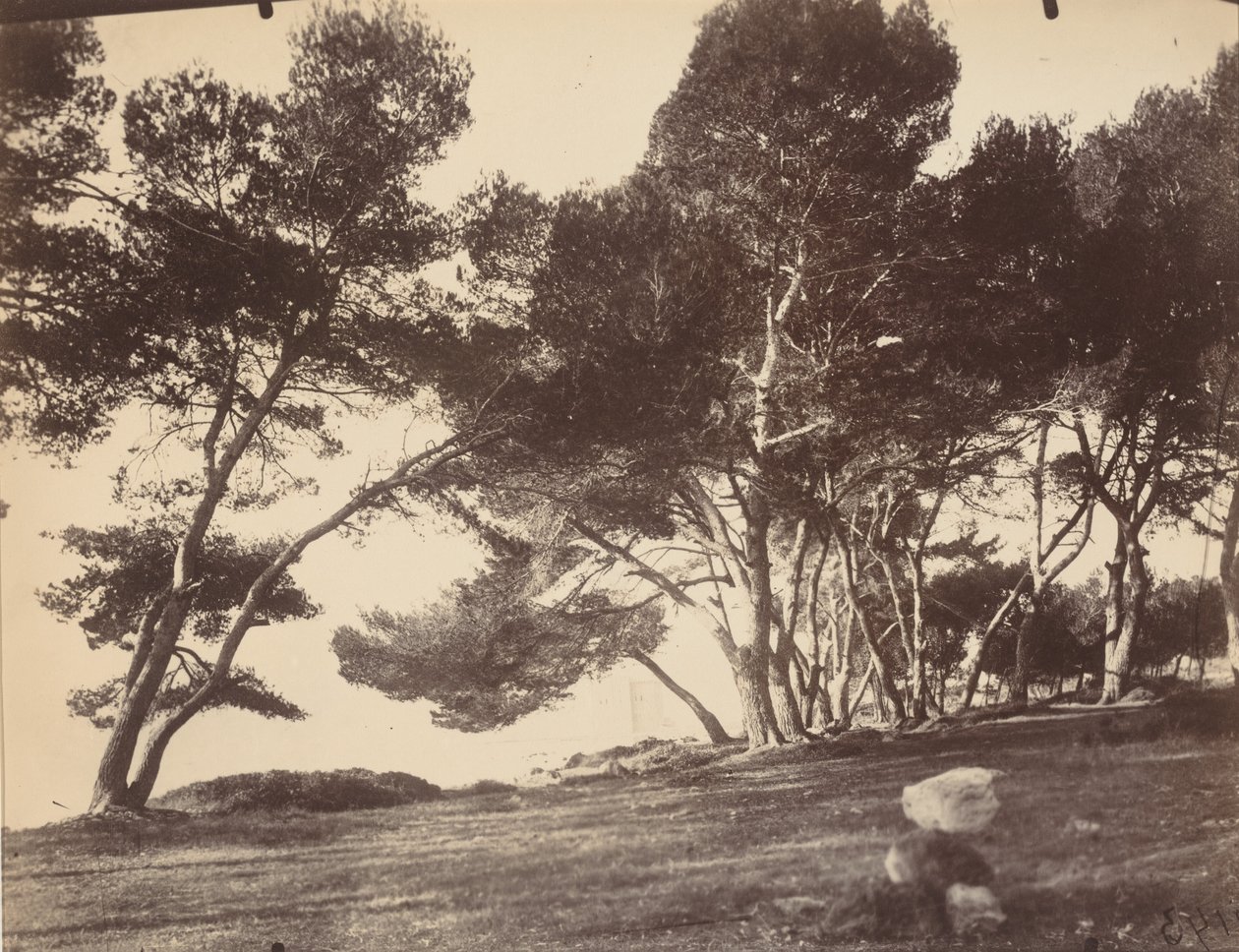 Cannes, Ile Saint Honorat, ca. 1899-1927 (foto) af Eugène Atget