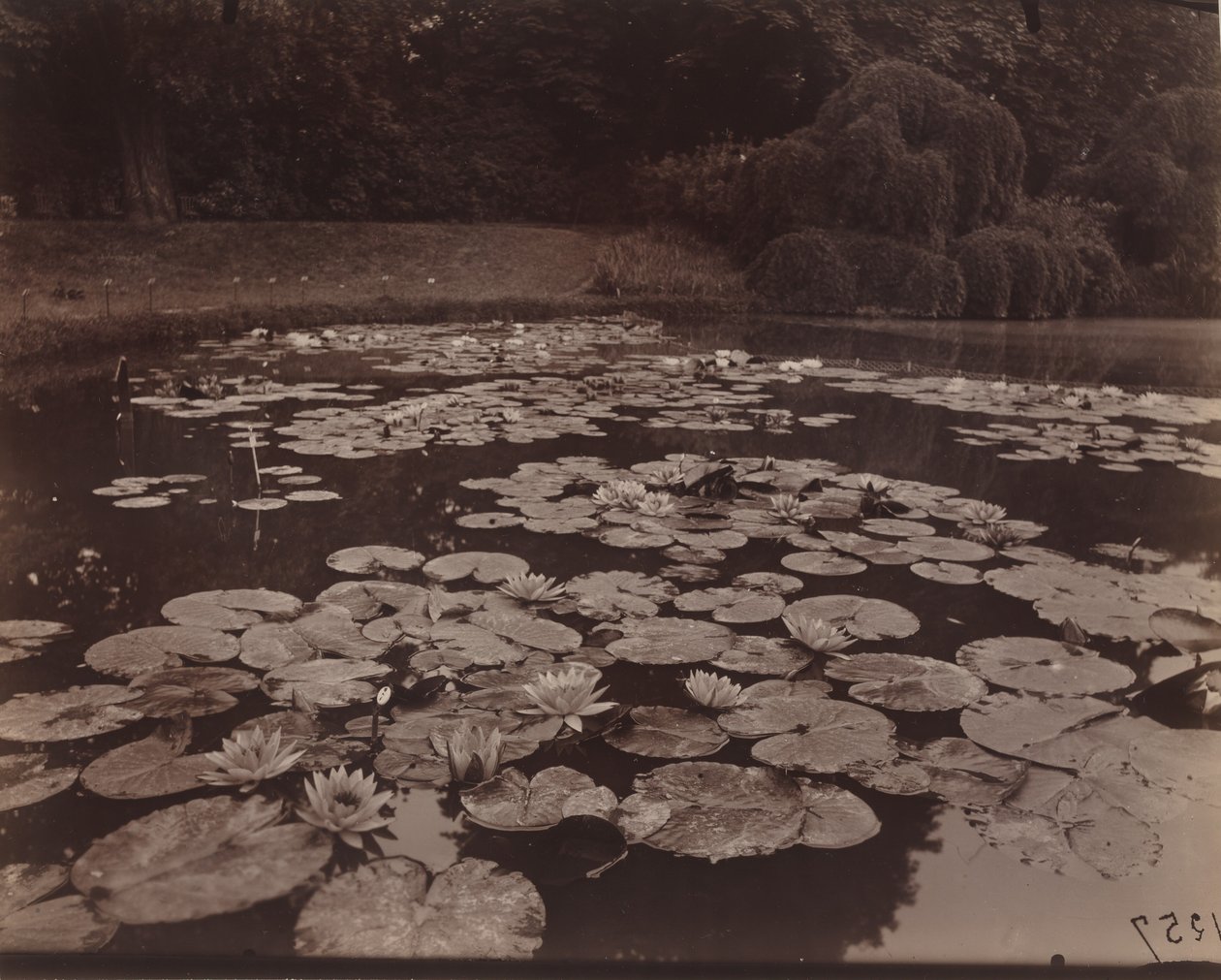 Nympheas (Bagatelle),1925 (foto) af Eugène Atget